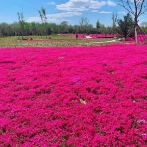 200Pcs Creeping Thyme Seeds Flower Seeds Ground Cover Seeds Carpet Evergreen Plant Easy to Grow for Garden Lawn Red
